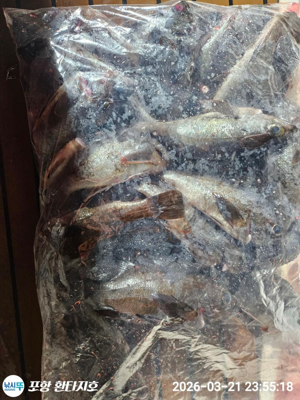 낚시뚜,볼락,도다리,포항 동빈항,포항 환타지호,낚시뚜17