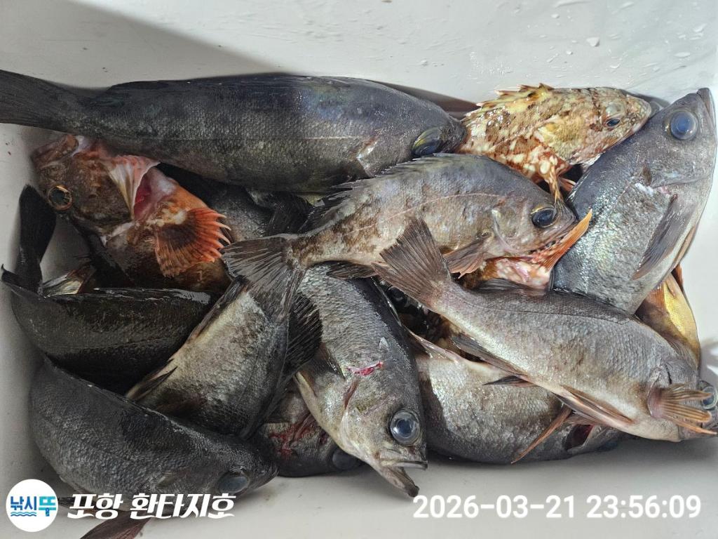 낚시뚜,볼락,도다리,포항 동빈항,포항 환타지호,낚시뚜16