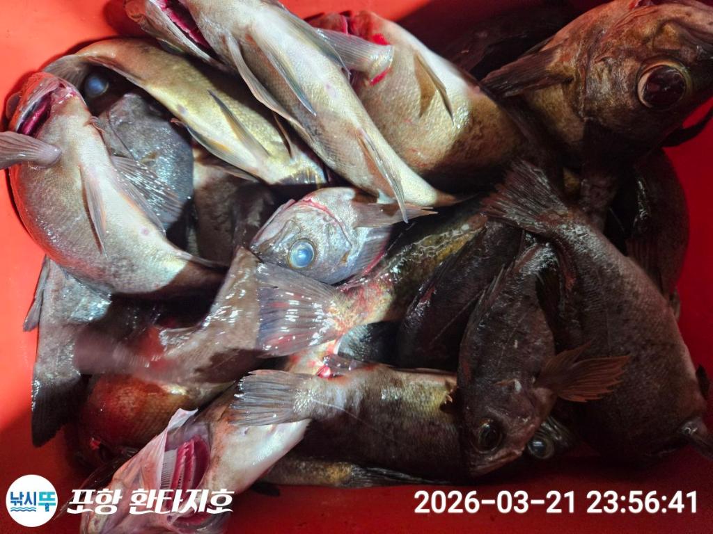 낚시뚜,볼락,도다리,포항 동빈항,포항 환타지호,낚시뚜15