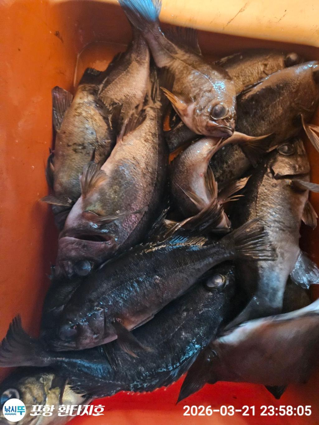 낚시뚜,볼락,도다리,포항 동빈항,포항 환타지호,낚시뚜14