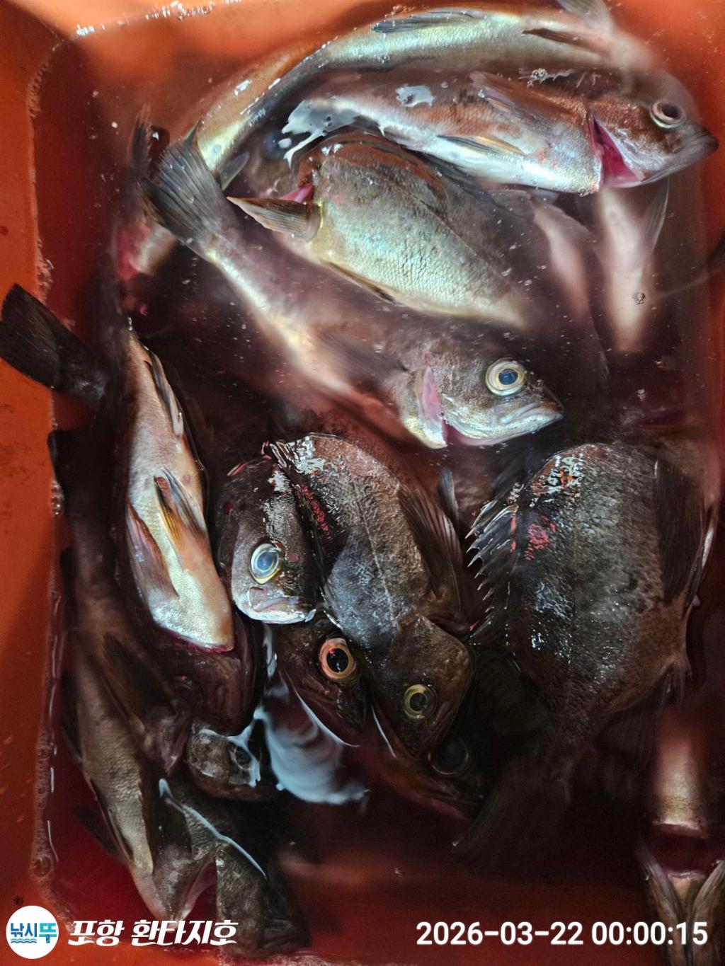 낚시뚜,볼락,도다리,포항 동빈항,포항 환타지호,낚시뚜13