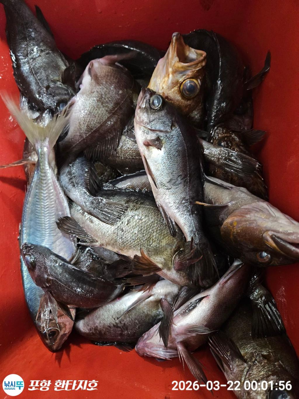 낚시뚜,볼락,도다리,포항 동빈항,포항 환타지호,낚시뚜12