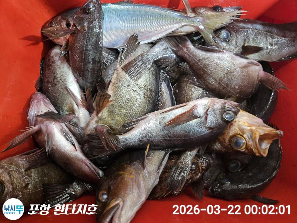 낚시뚜,볼락,도다리,포항 동빈항,포항 환타지호,낚시뚜11