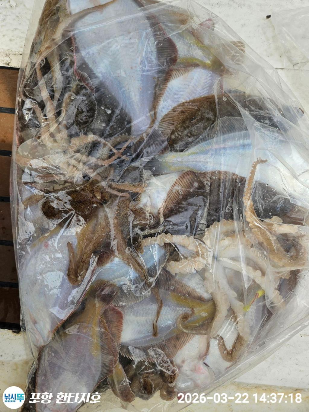 낚시뚜,볼락,도다리,포항 동빈항,포항 환타지호,낚시뚜10