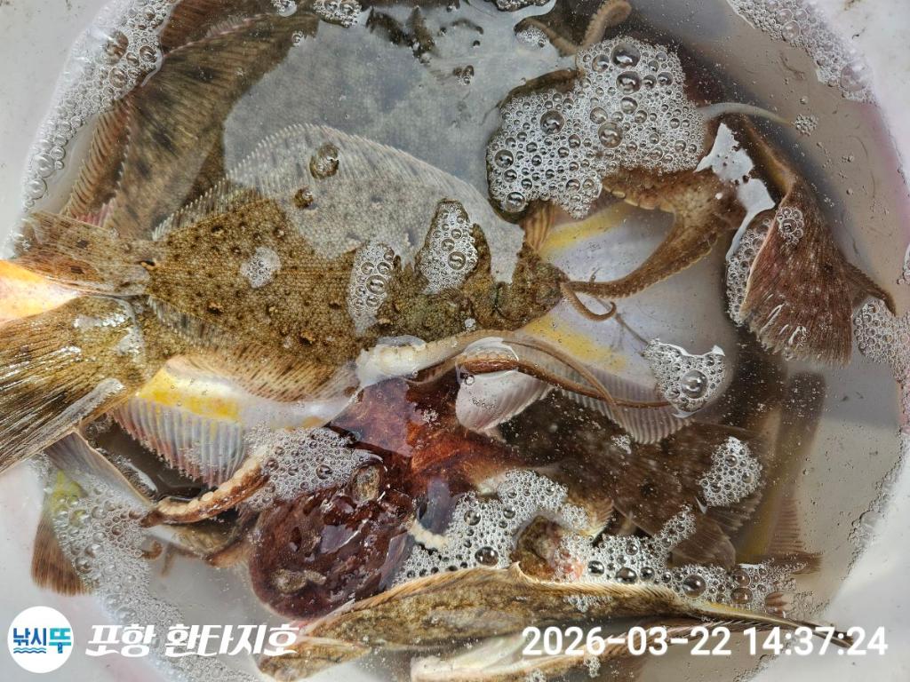 낚시뚜,볼락,도다리,포항 동빈항,포항 환타지호,낚시뚜9