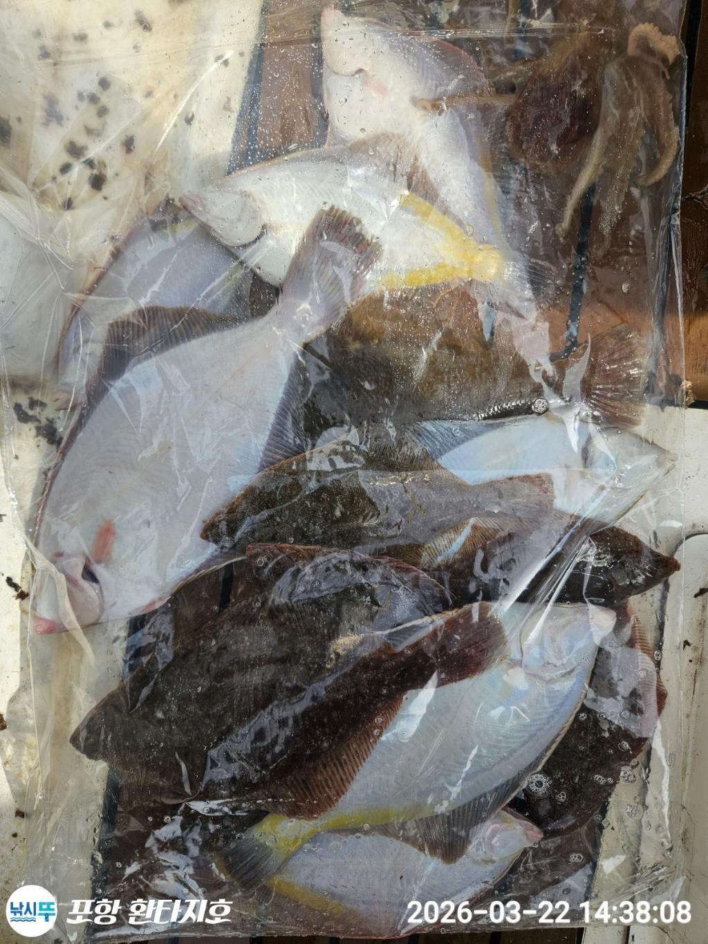 낚시뚜,볼락,도다리,포항 동빈항,포항 환타지호,낚시뚜8