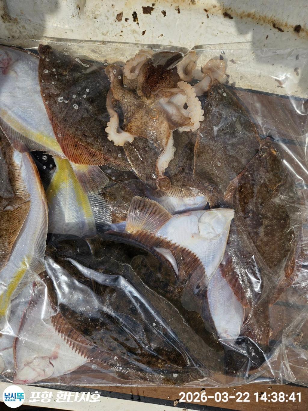 낚시뚜,볼락,도다리,포항 동빈항,포항 환타지호,낚시뚜7