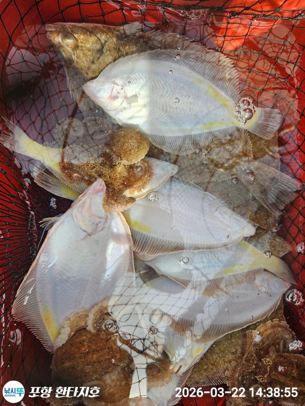 낚시뚜,볼락,도다리,포항 동빈항,포항 환타지호,낚시뚜6