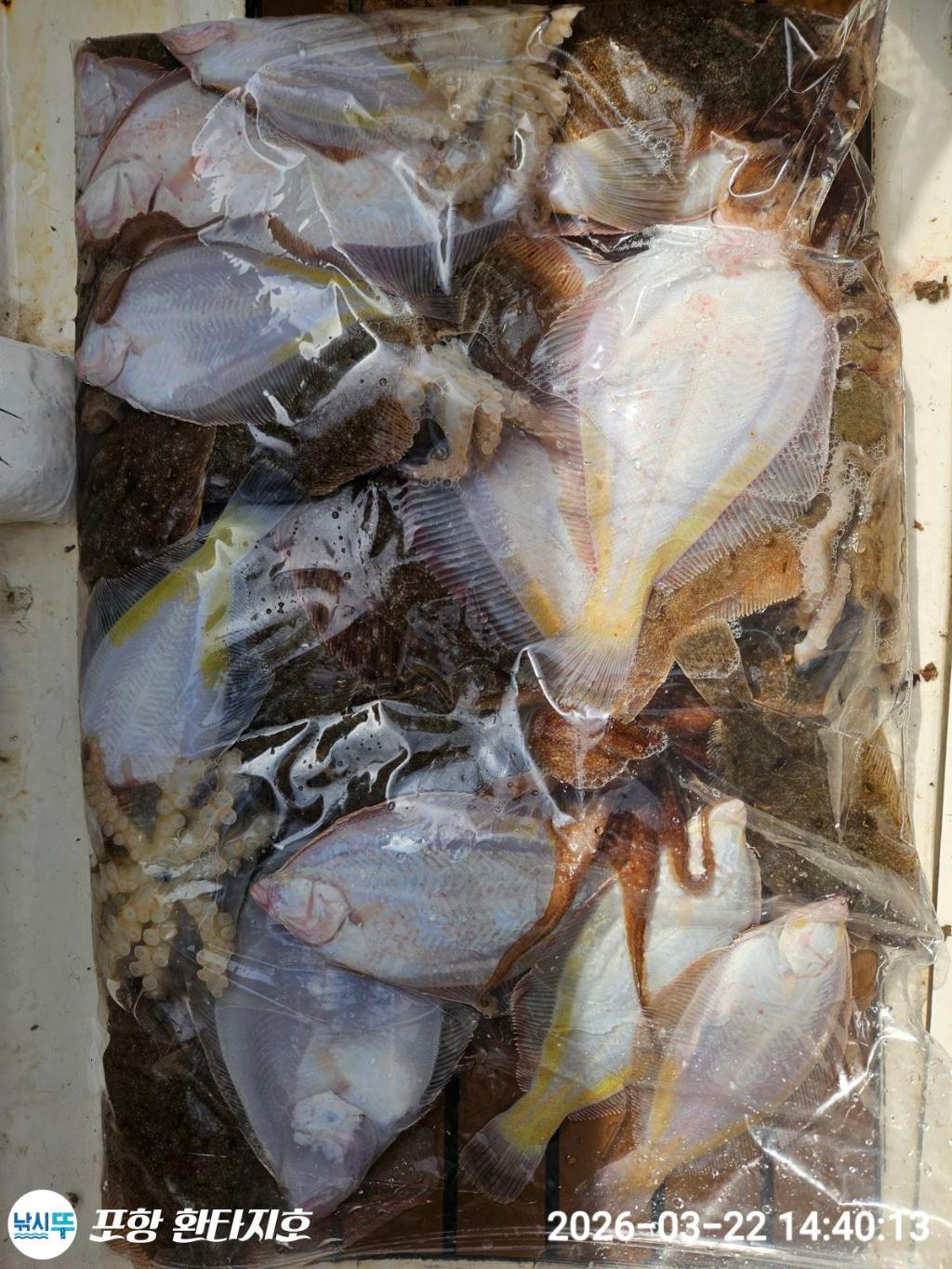 낚시뚜,볼락,도다리,포항 동빈항,포항 환타지호,낚시뚜5