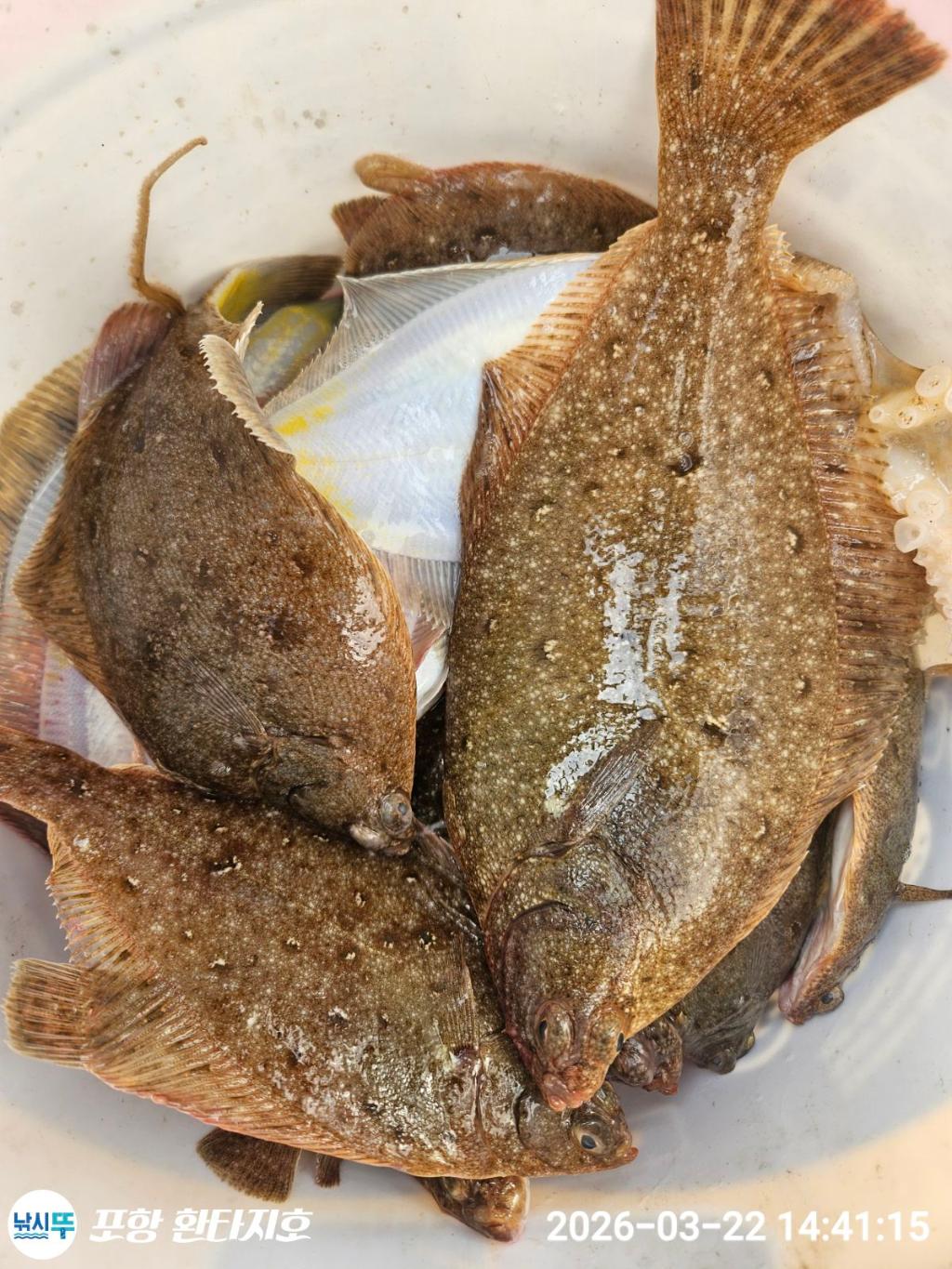 낚시뚜,볼락,도다리,포항 동빈항,포항 환타지호,낚시뚜4