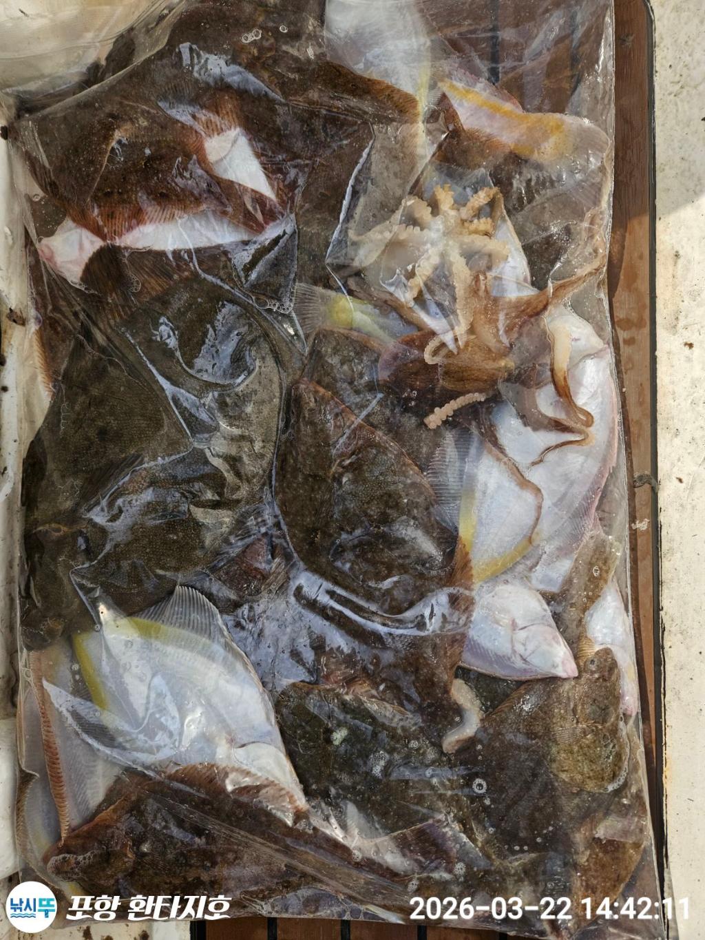 낚시뚜,볼락,도다리,포항 동빈항,포항 환타지호,낚시뚜3