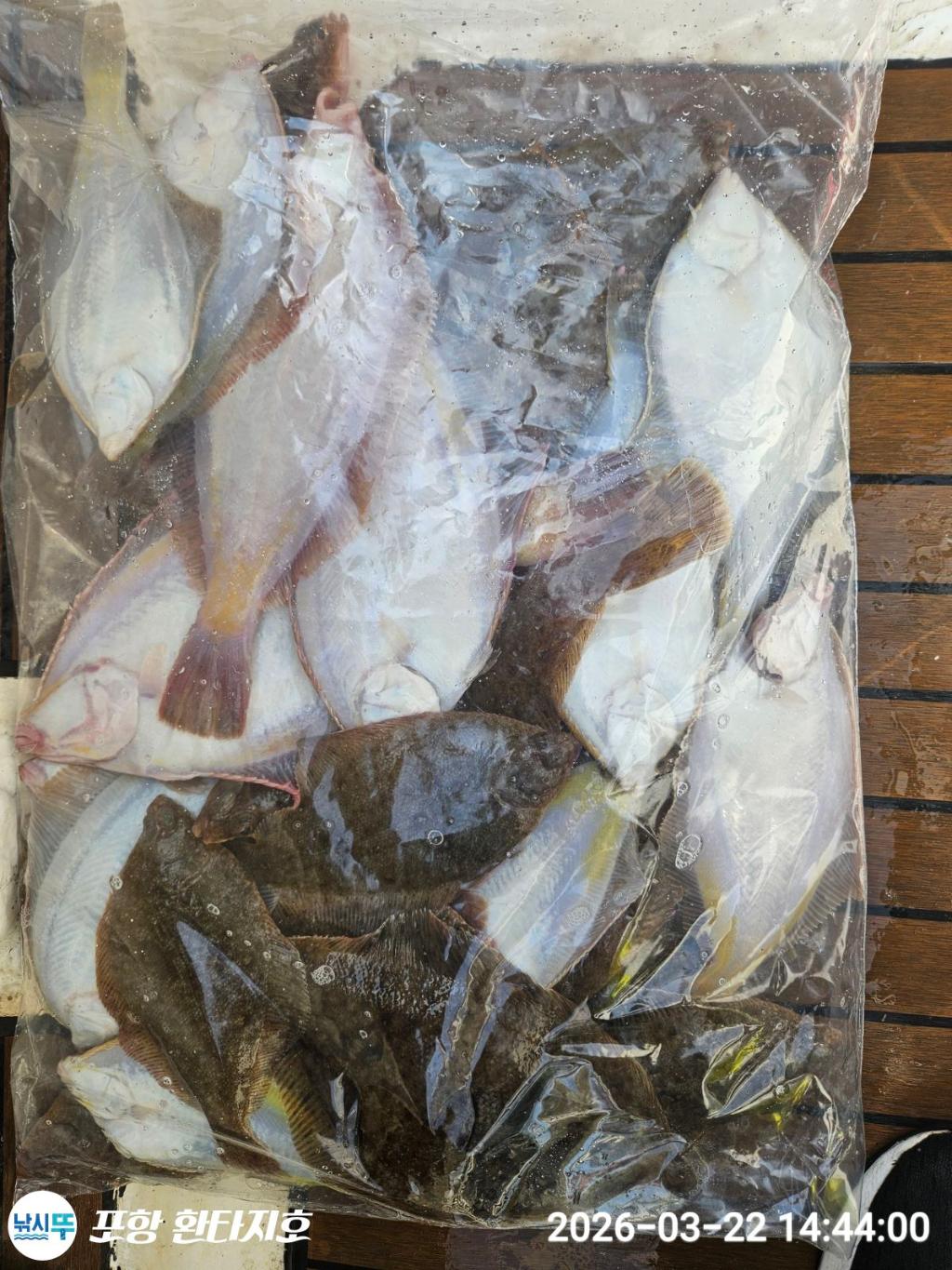 낚시뚜,볼락,도다리,포항 동빈항,포항 환타지호,낚시뚜2