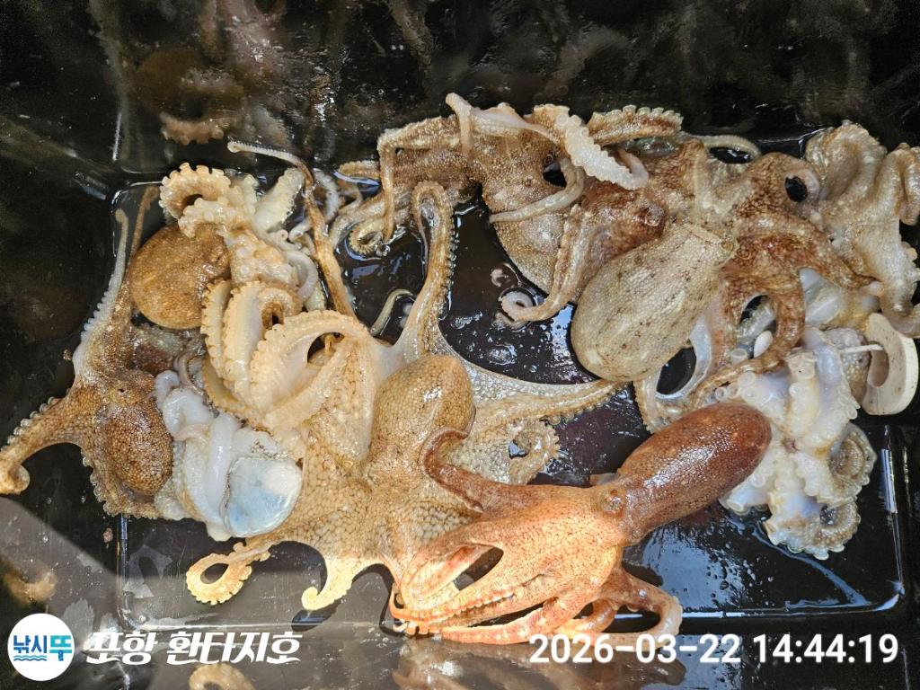 낚시뚜,볼락,도다리,포항 동빈항,포항 환타지호,낚시뚜1