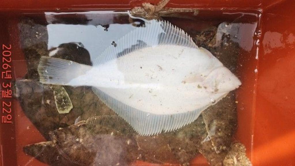 낚시뚜,도다리,속천항(진해),바루나피싱,낚시뚜9