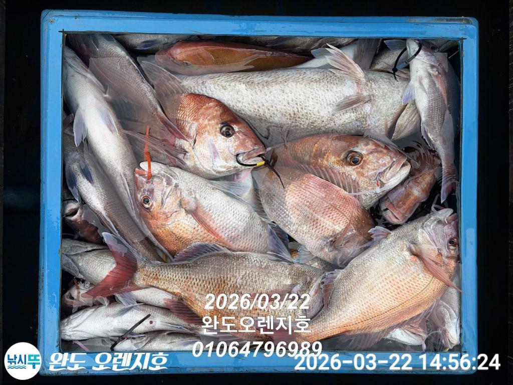 낚시뚜,참돔,완도항,완도 오렌지호,낚시뚜7