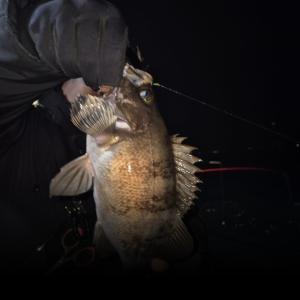 조황, 22일 새벽 왕볼락 왕열기 조황 입니다