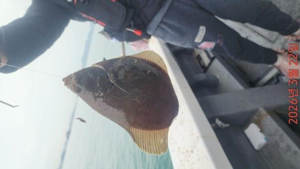 낚시뚜,도다리,속천항(진해),바루나피싱,낚시뚜3