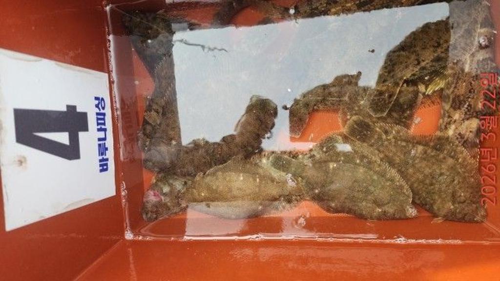 낚시뚜,도다리,속천항(진해),바루나피싱,낚시뚜9