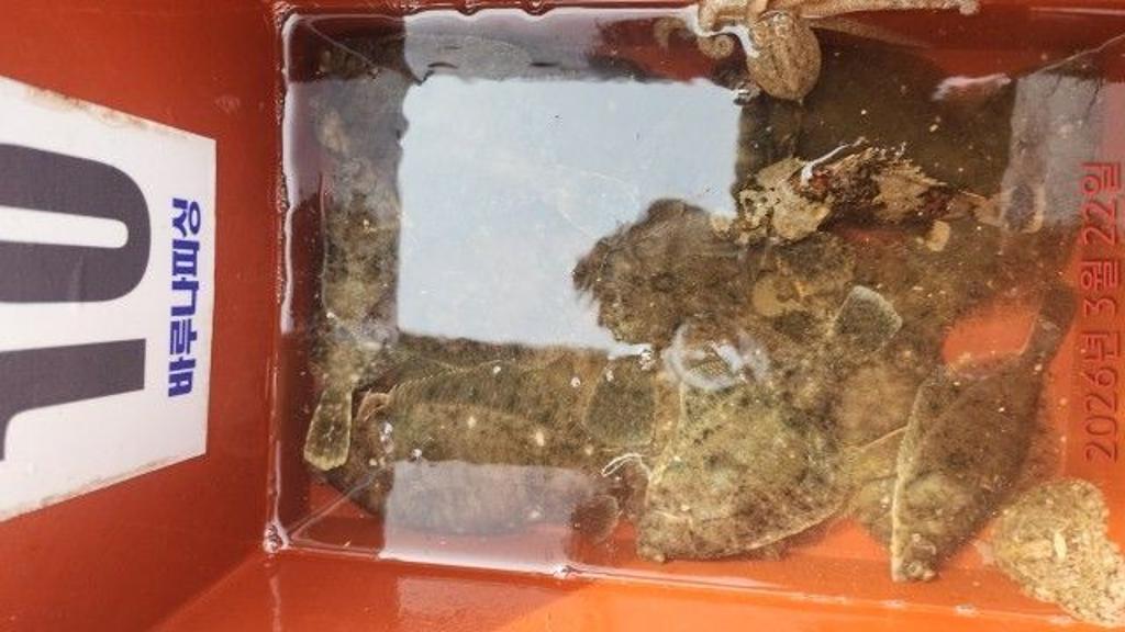 낚시뚜,도다리,속천항(진해),바루나피싱,낚시뚜8