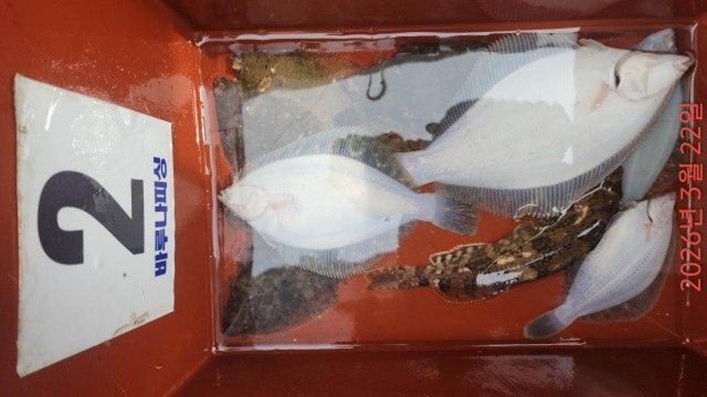 낚시뚜,도다리,속천항(진해),바루나피싱,낚시뚜6