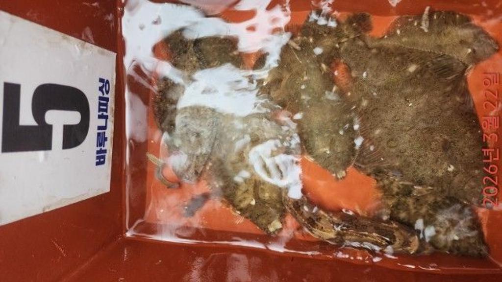 낚시뚜,도다리,속천항(진해),바루나피싱,낚시뚜4