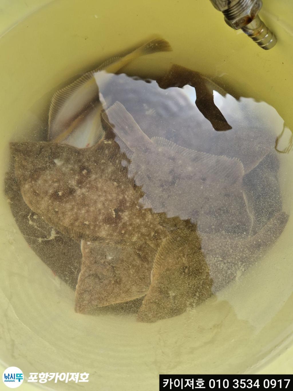 낚시뚜,기타 (직접입력),영일만항,포항카이져호,낚시뚜29