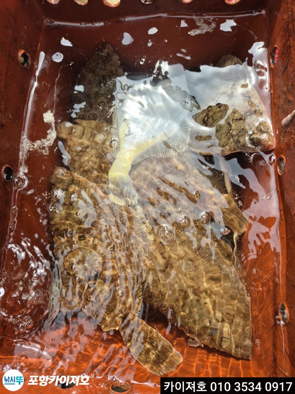 낚시뚜,기타 (직접입력),영일만항,포항카이져호,낚시뚜27