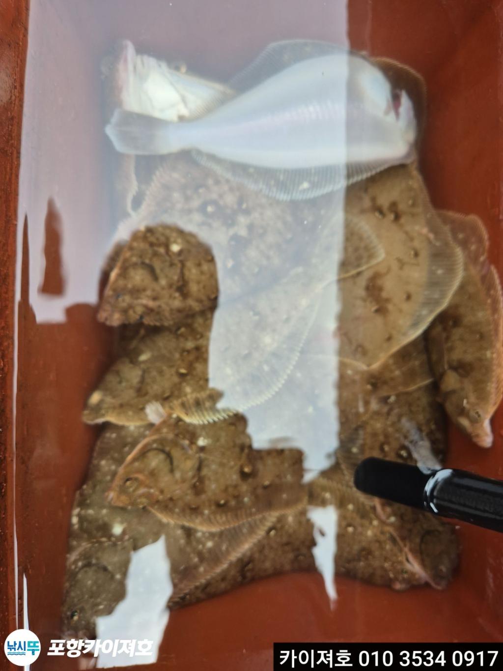 낚시뚜,기타 (직접입력),영일만항,포항카이져호,낚시뚜26