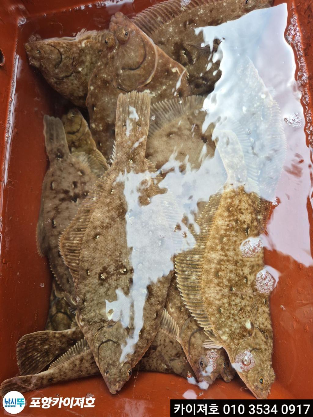 낚시뚜,기타 (직접입력),영일만항,포항카이져호,낚시뚜25