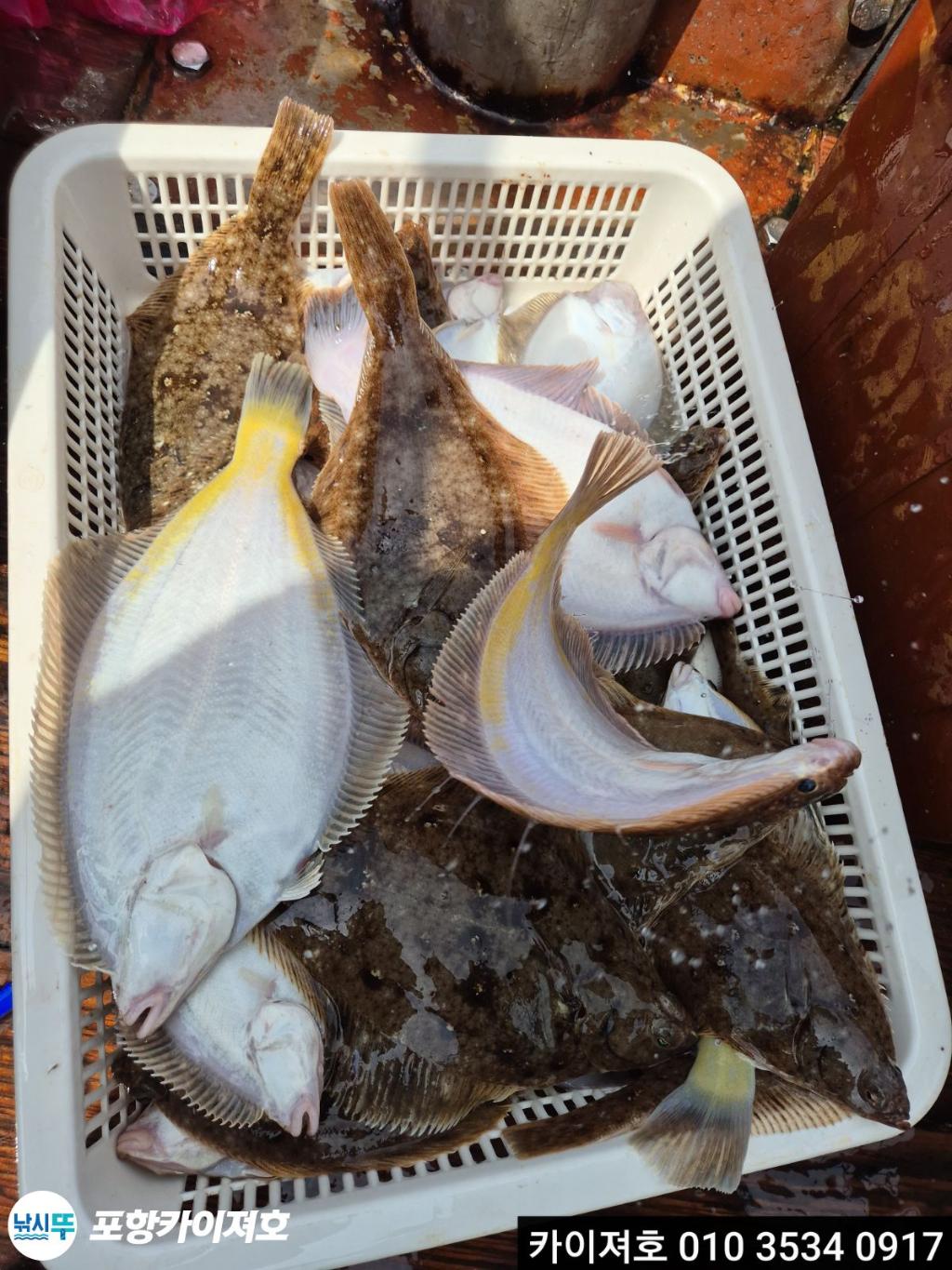 낚시뚜,기타 (직접입력),영일만항,포항카이져호,낚시뚜22