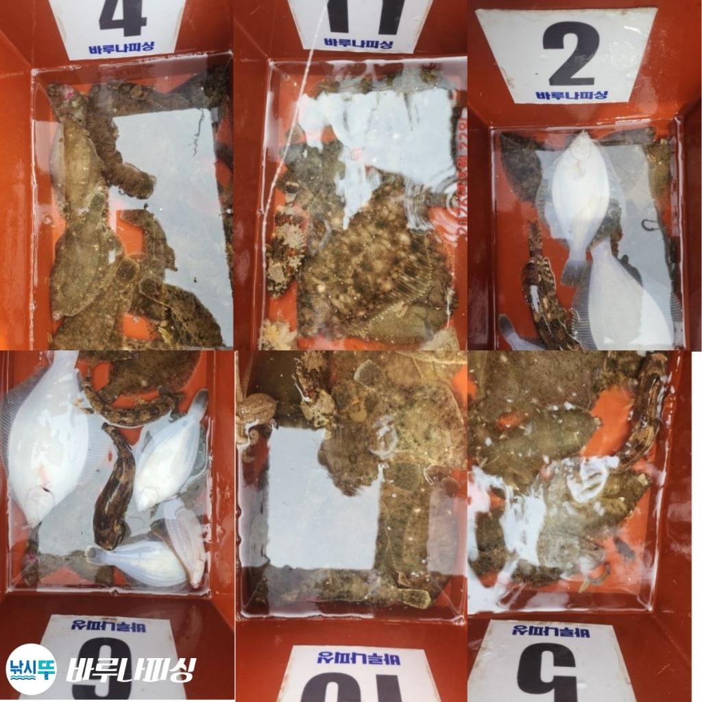 낚시뚜,도다리,속천항(진해),바루나피싱,낚시뚜11