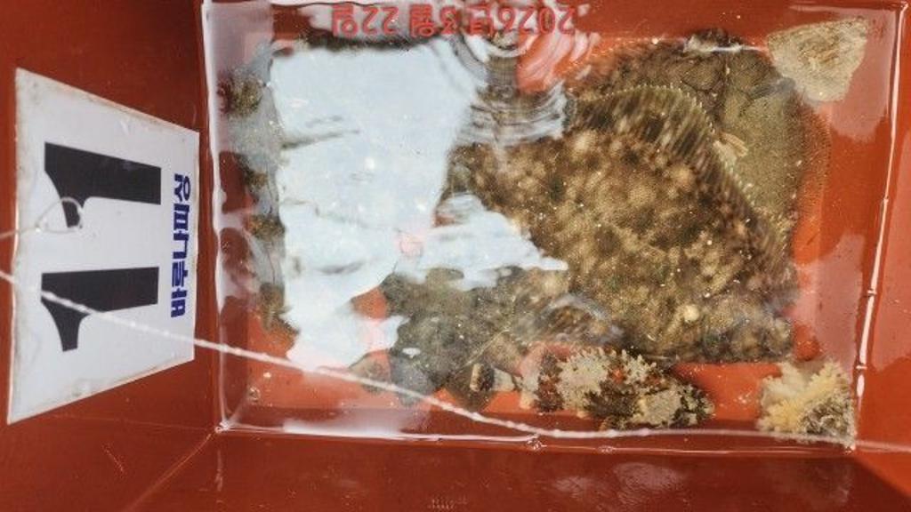 낚시뚜,도다리,속천항(진해),바루나피싱,낚시뚜5