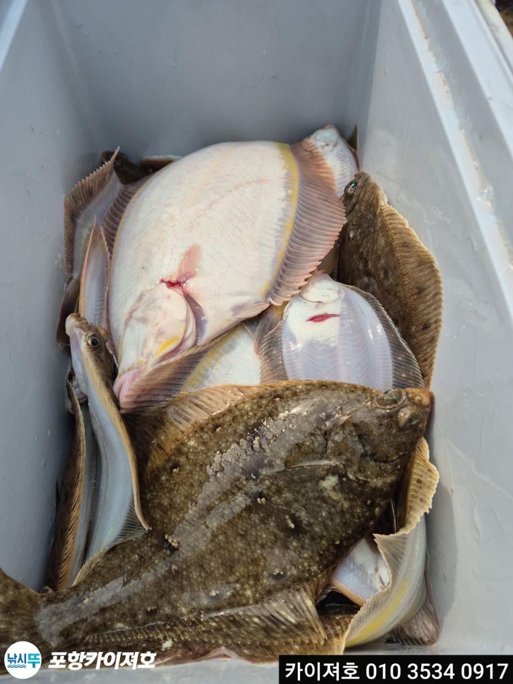 낚시뚜,도다리,영일만항,포항카이져호,낚시뚜40