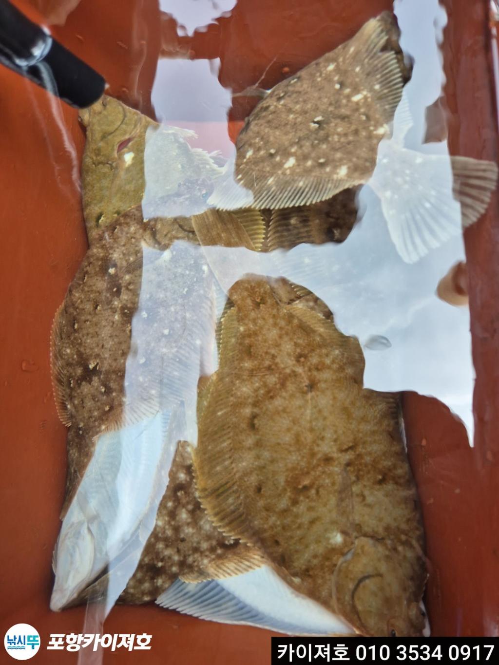 낚시뚜,도다리,영일만항,포항카이져호,낚시뚜39