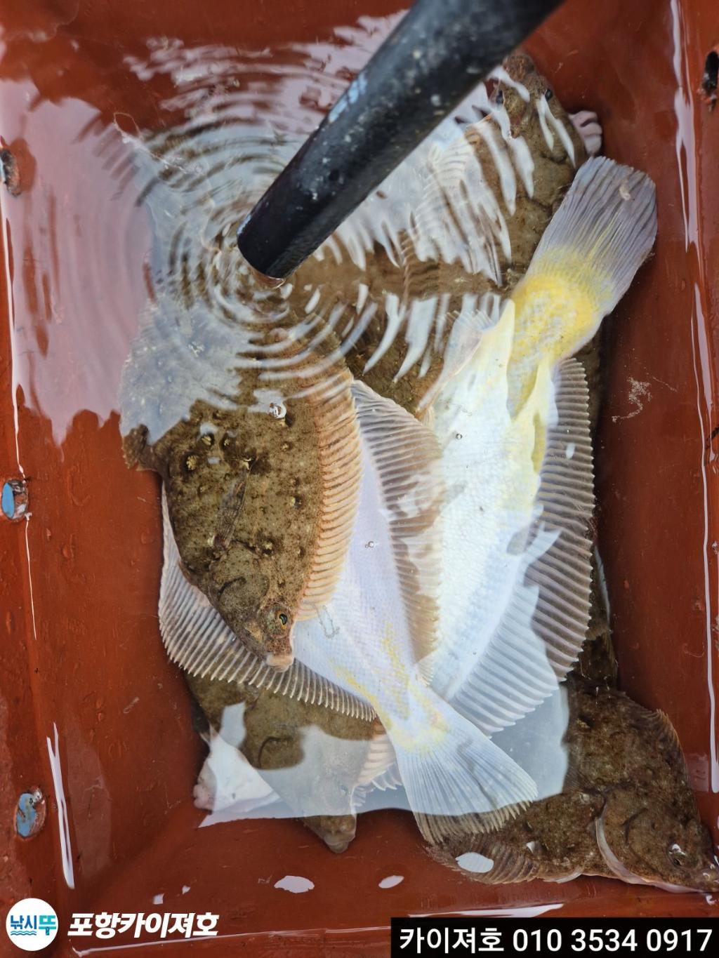 낚시뚜,도다리,영일만항,포항카이져호,낚시뚜38