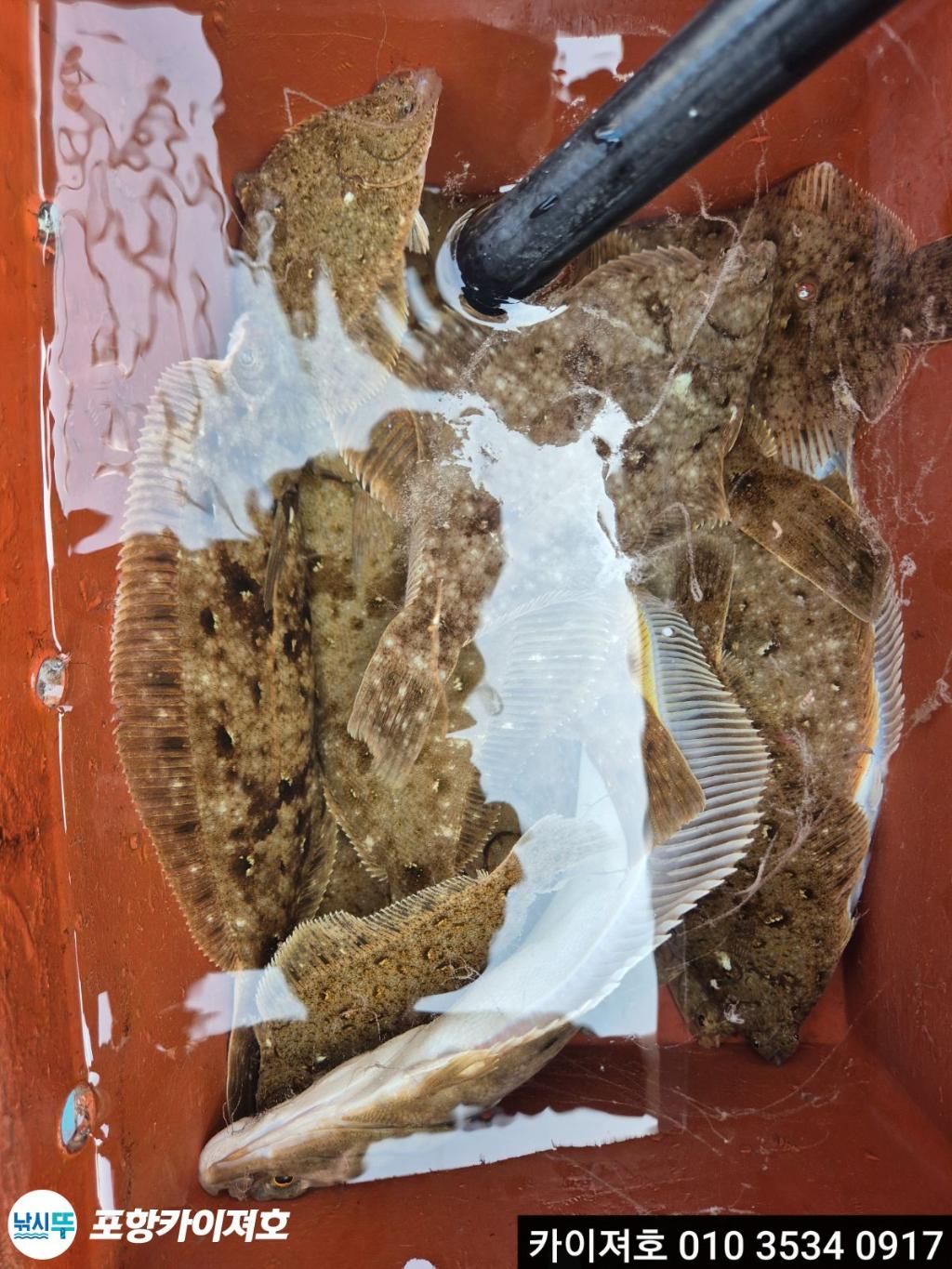 낚시뚜,도다리,영일만항,포항카이져호,낚시뚜37