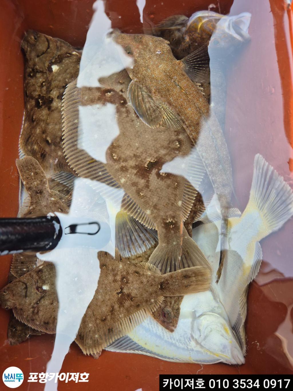 낚시뚜,도다리,영일만항,포항카이져호,낚시뚜36