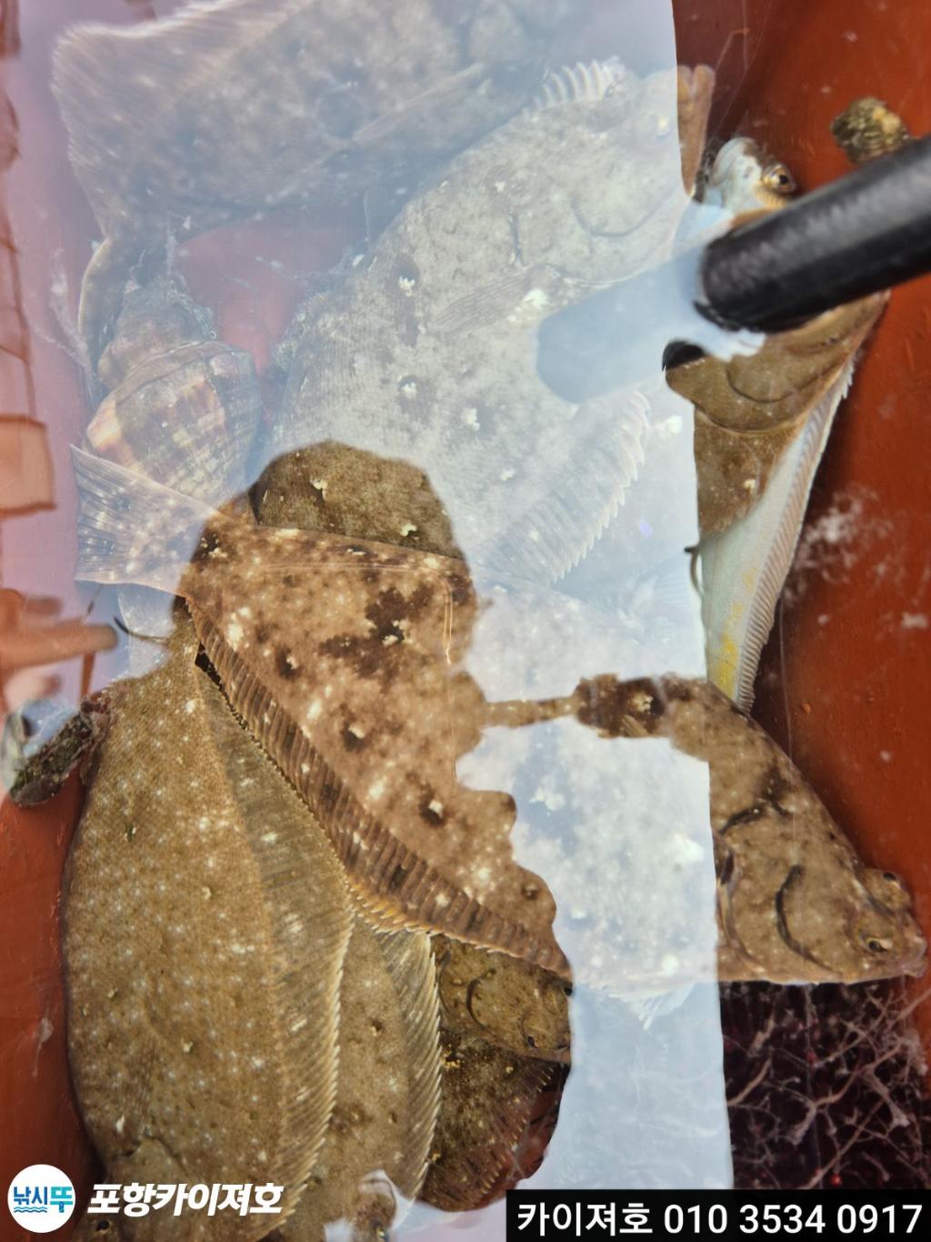 낚시뚜,도다리,영일만항,포항카이져호,낚시뚜35