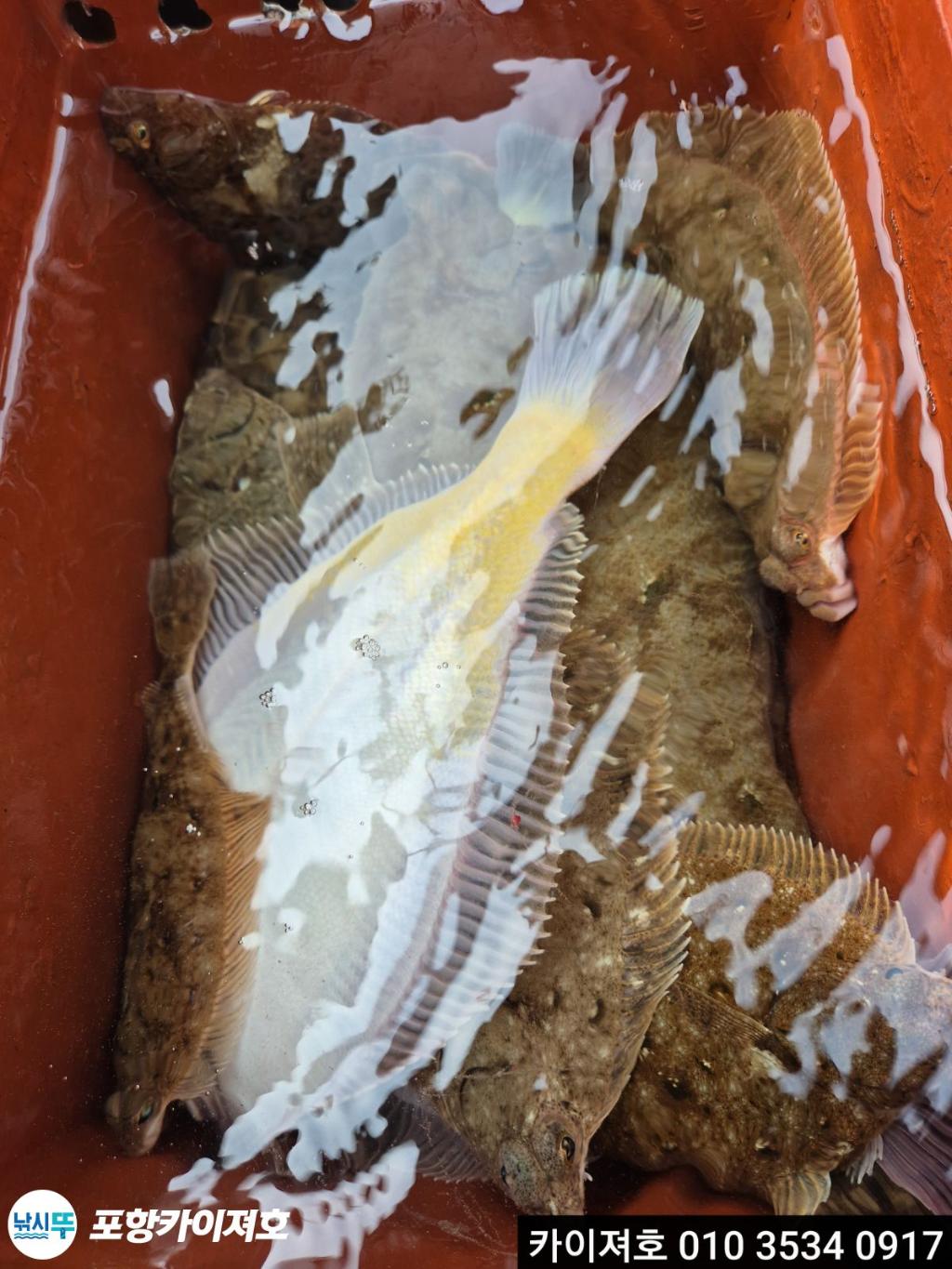 낚시뚜,도다리,영일만항,포항카이져호,낚시뚜34