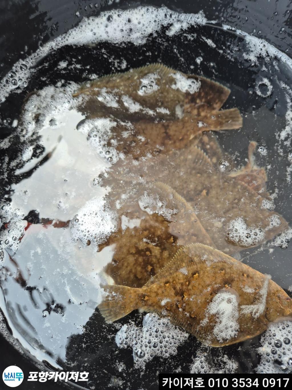 낚시뚜,도다리,영일만항,포항카이져호,낚시뚜33