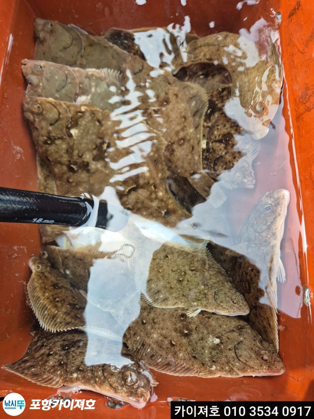 낚시뚜,도다리,영일만항,포항카이져호,낚시뚜32