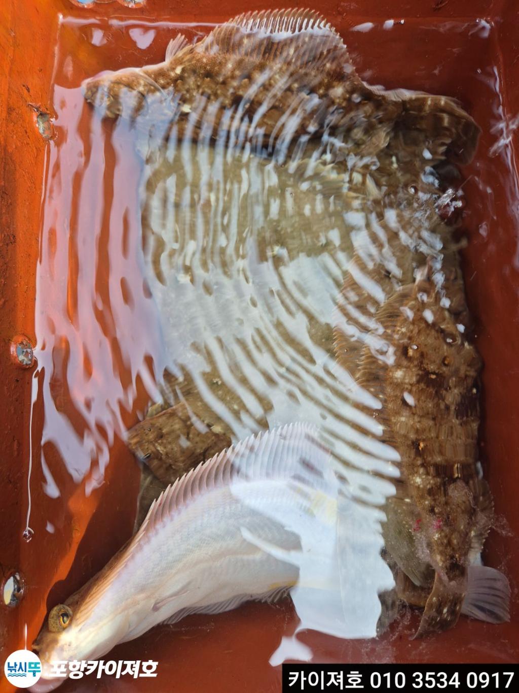 낚시뚜,도다리,영일만항,포항카이져호,낚시뚜23