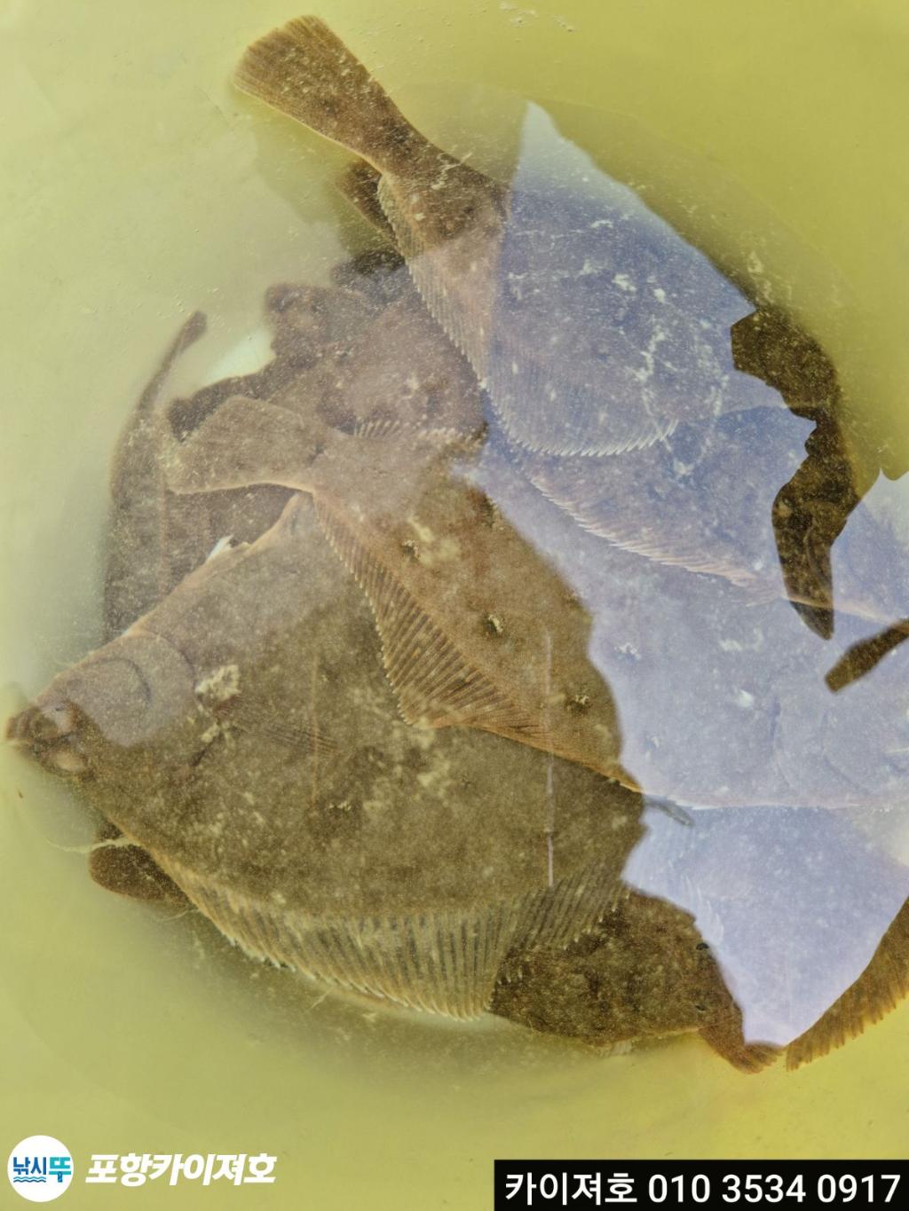 낚시뚜,도다리,영일만항,포항카이져호,낚시뚜22