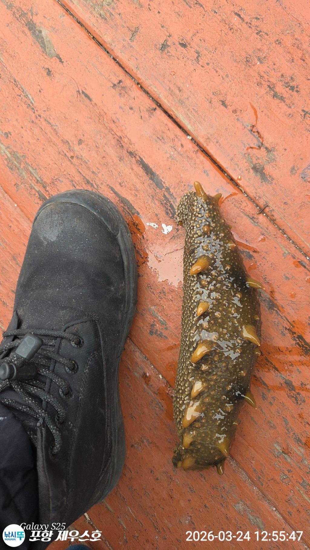 낚시뚜,쭈꾸미,영일만항,포항 제우스호,낚시뚜16