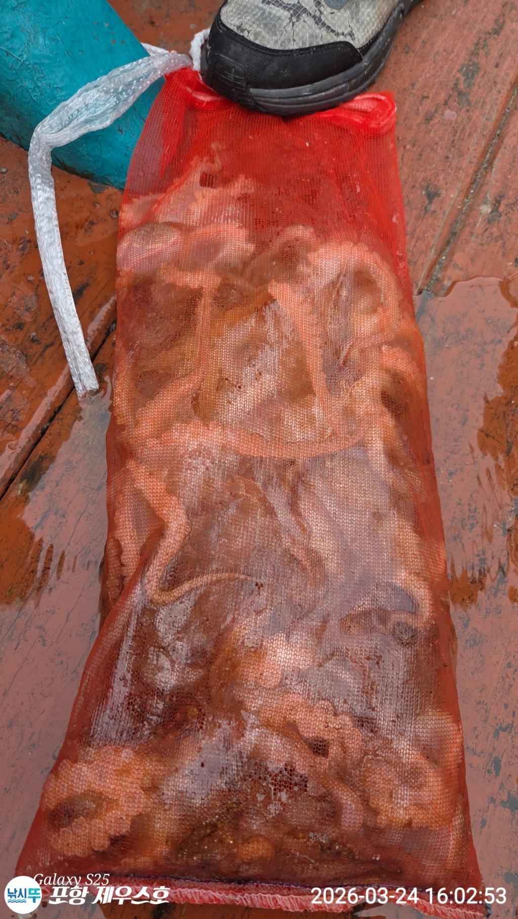 낚시뚜,쭈꾸미,영일만항,포항 제우스호,낚시뚜11