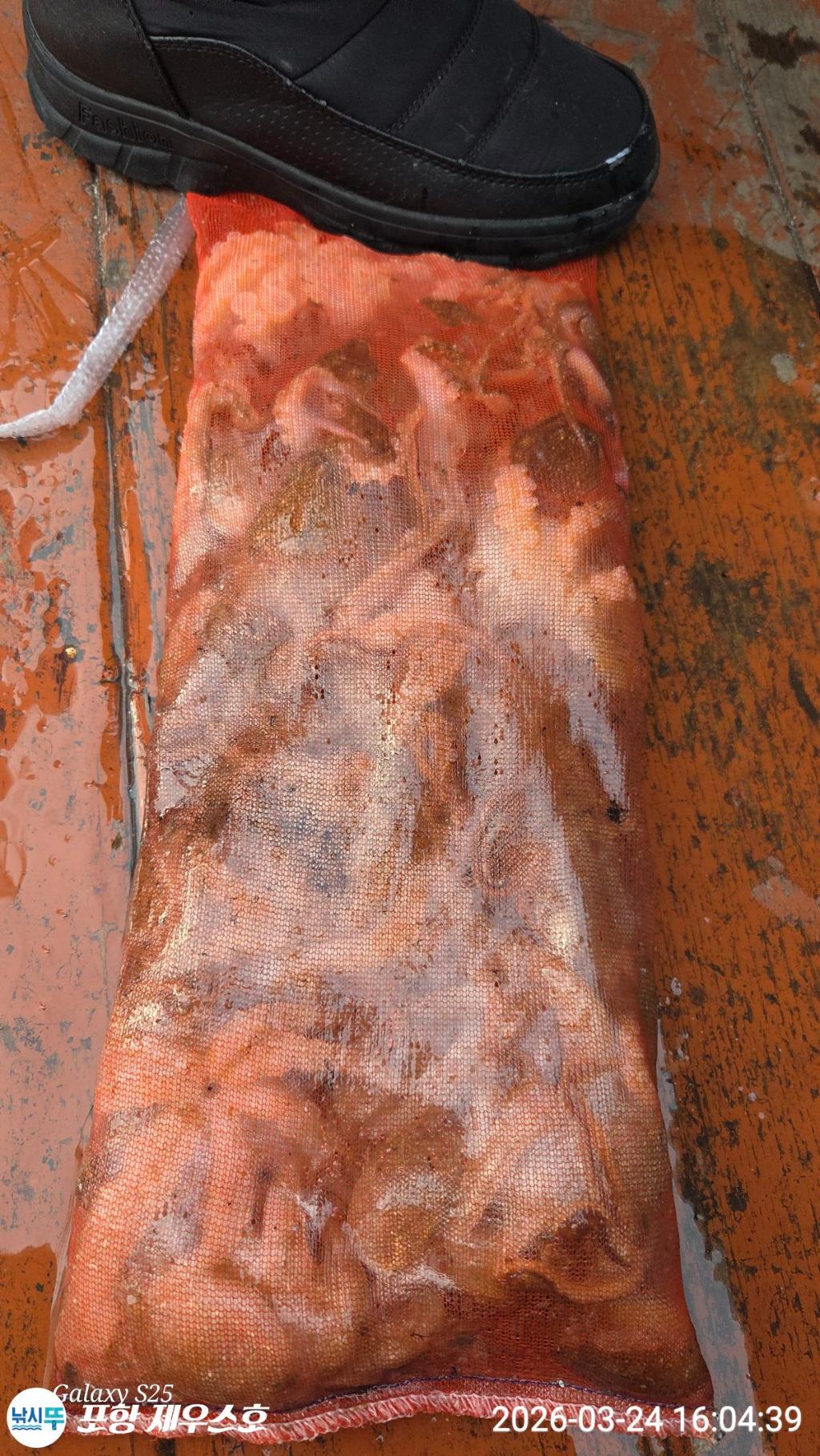 낚시뚜,쭈꾸미,영일만항,포항 제우스호,낚시뚜10