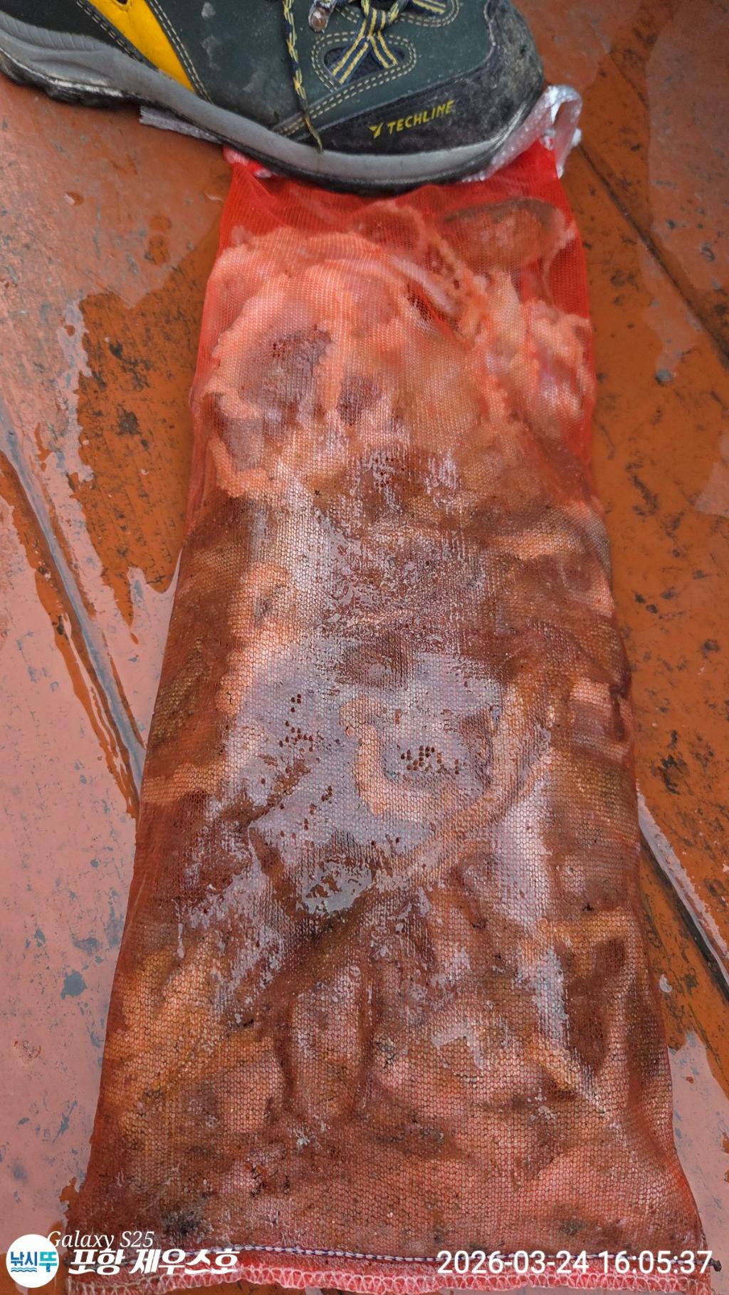 낚시뚜,쭈꾸미,영일만항,포항 제우스호,낚시뚜9