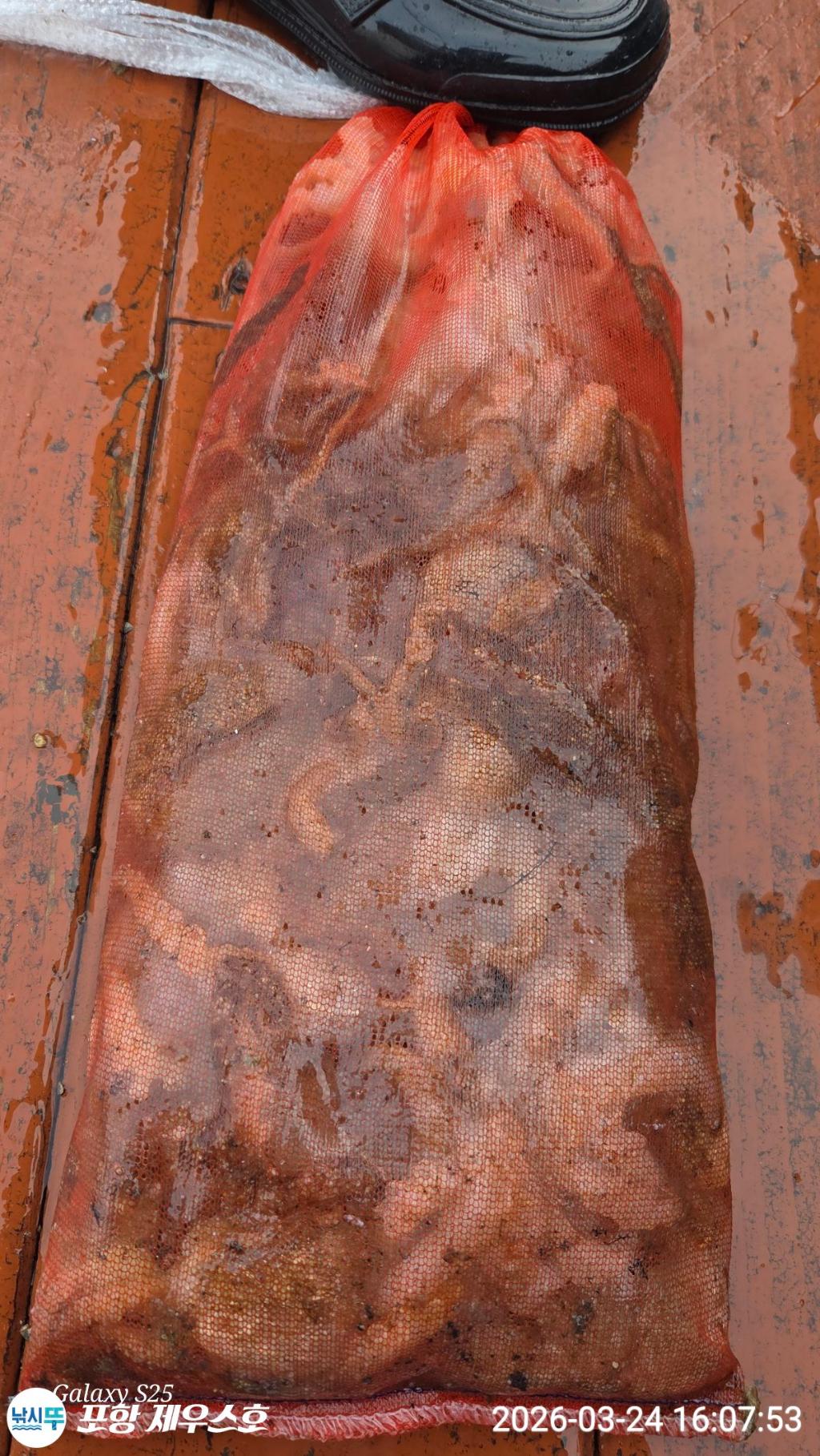 낚시뚜,쭈꾸미,영일만항,포항 제우스호,낚시뚜7