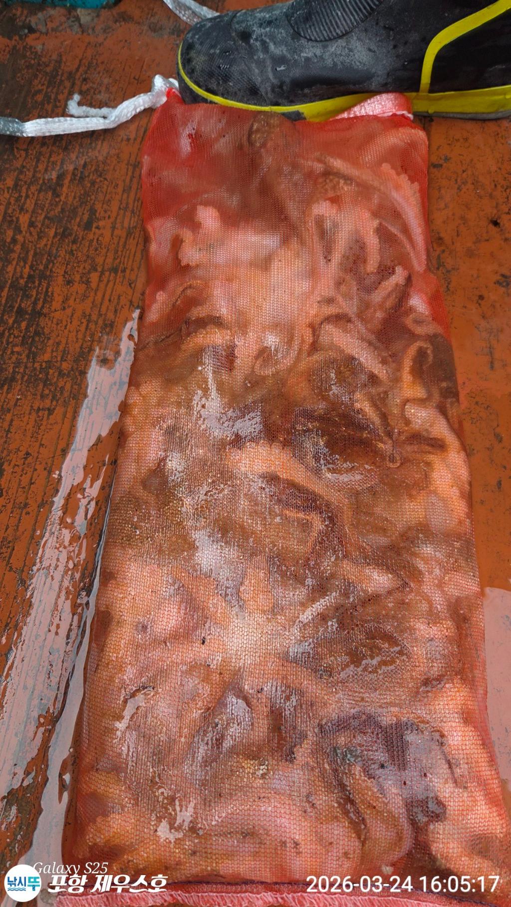 낚시뚜,쭈꾸미,영일만항,포항 제우스호,낚시뚜6