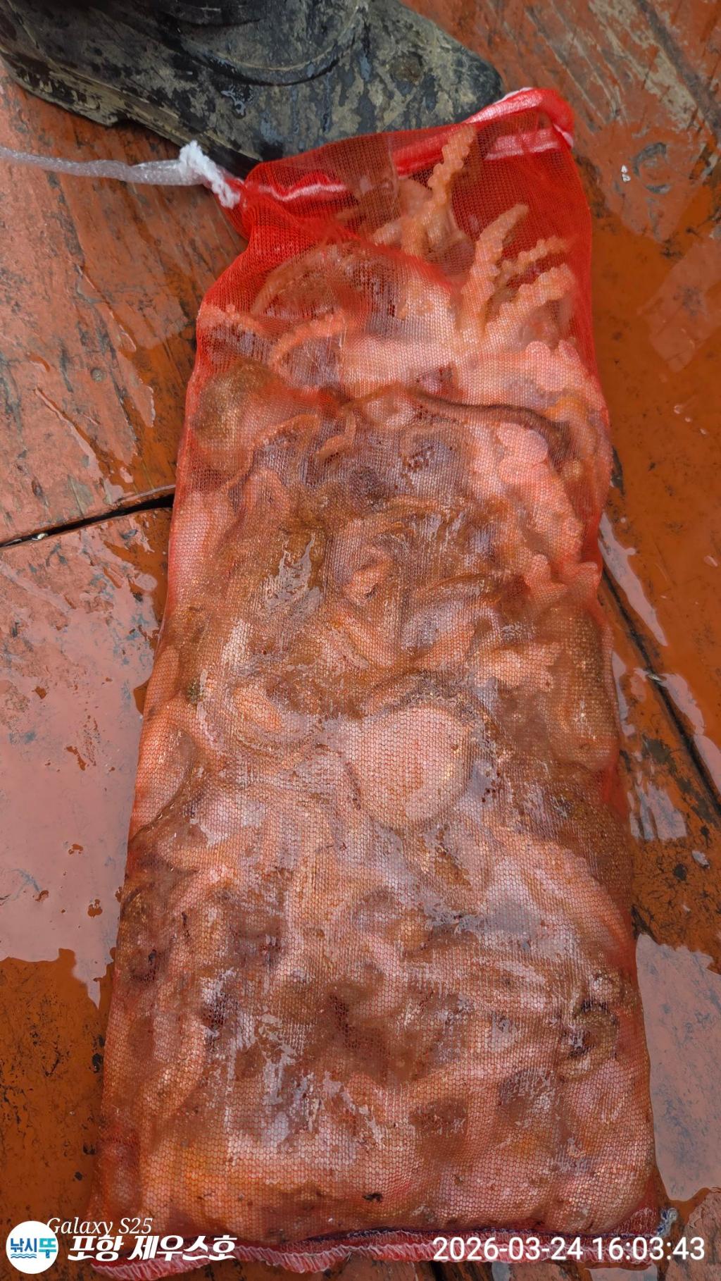 낚시뚜,쭈꾸미,영일만항,포항 제우스호,낚시뚜5